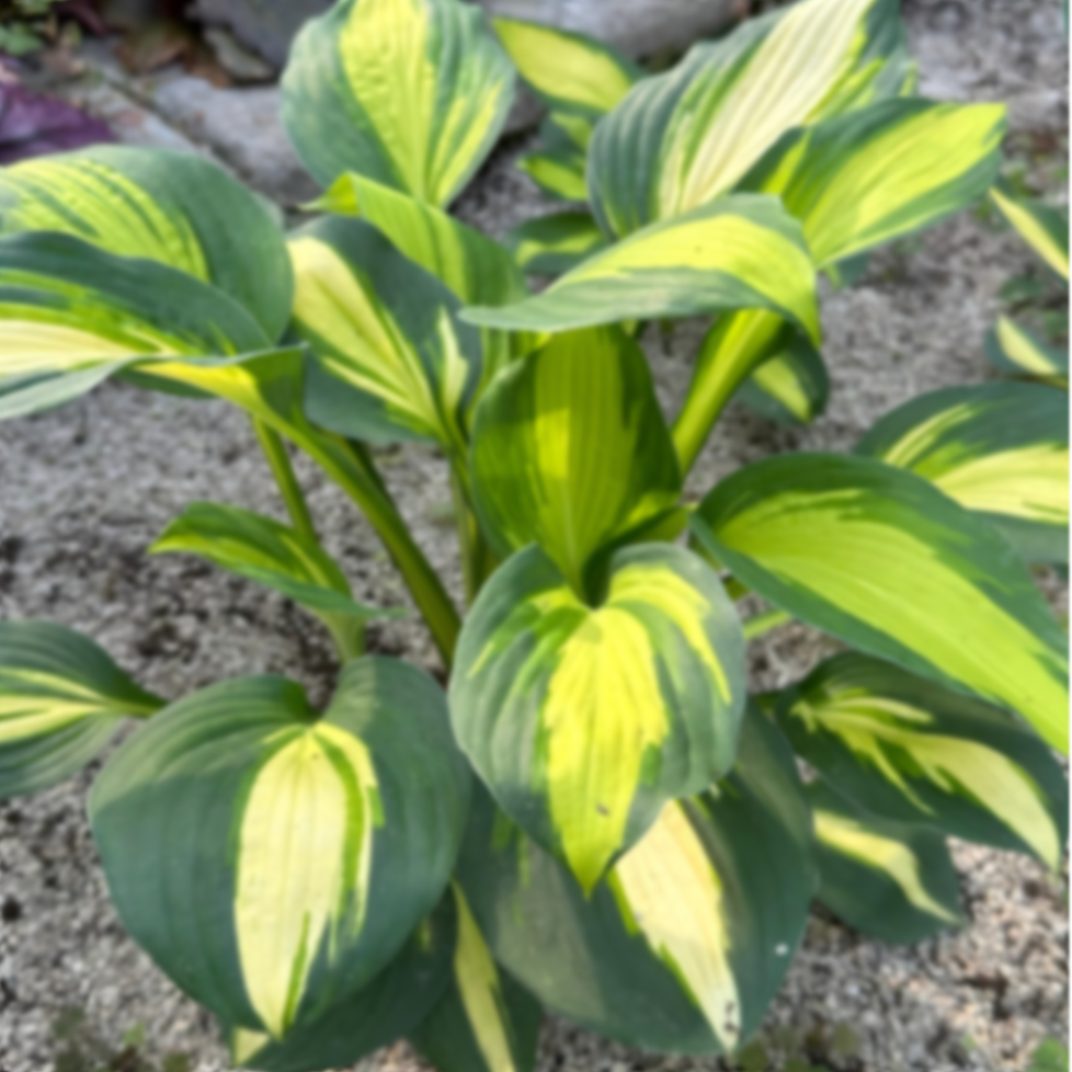 Хоста Клара